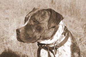 Taz